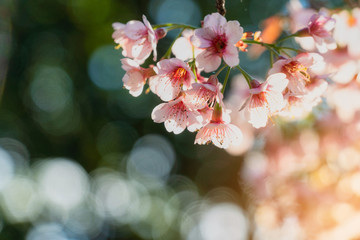 Pink cherry blossoms on the sakura tree in winter on sunrise for background. Seletive focal.