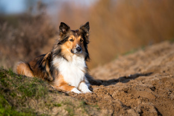 Collie Mix Hündin
