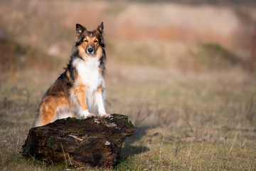 Collie Mix Hündin