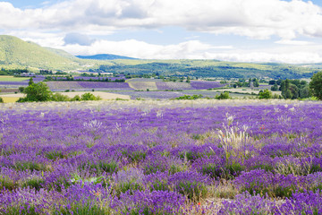 Blossoming lavender fields in Provence, France. On summer sunny day