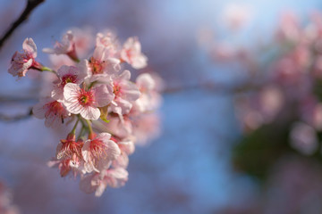 Sunray of pink cherry blossoms or sakura on the tree in winter with  blue sky background.