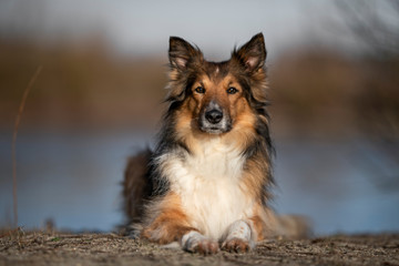 Collie Mix Hündin