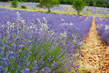 Blossoming lavender fields in Provence, France. On summer sunny day