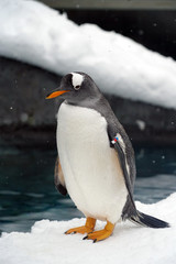 One penguin standing alone on snow 