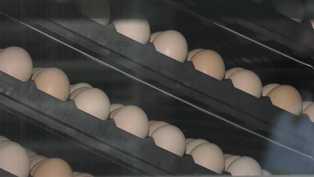 inspecting industrial produced eggs in factory. Fresh brown eggs on modern poultry farm. Chicken eggs in incubator. Consumerism, egg production, automated business, organic farming concept. 