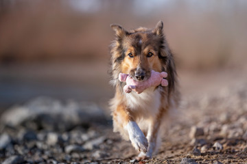 Collie Mix Hündin