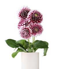 Bouquet of five purple dahlia with white edges of petals flowers isolated on white background