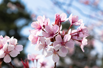 日本の桜