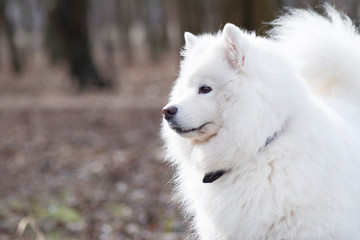 Obraz premium Samoyed dog with beautiful bokeh . Beautiful fluffy white dog. Amazing animal in the park