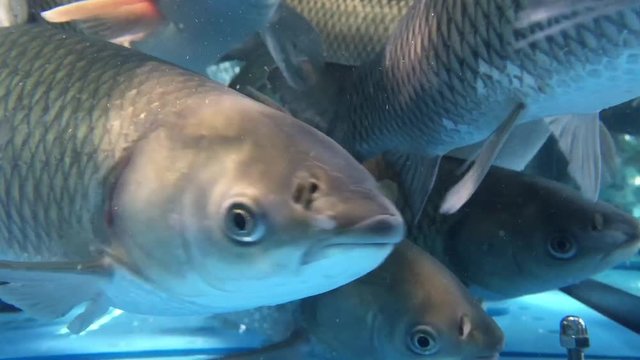 Live carp fish swim in an aquarium in the market.