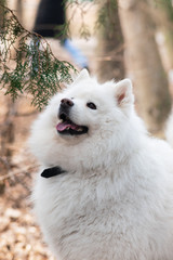 Fototapeta premium Samoyed dog with beautiful bokeh . Beautiful fluffy white dog. Amazing animal in the park