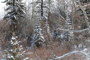 Snowy Pines