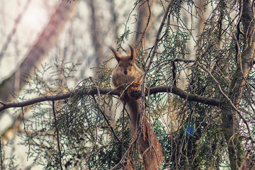 red squirrel in the branches of trees with a beautiful bokeh. Beautiful portrait of a rodent on a tree. Wild animals