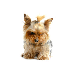 Yorkshire terrier isolated on white. Cute dog