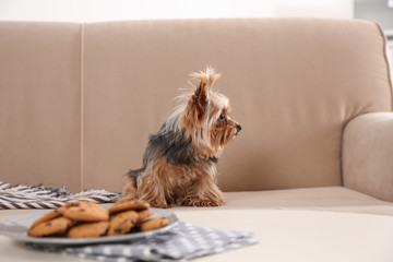 Yorkshire terrier on sofa near plate with cookies indoors. Happy dog