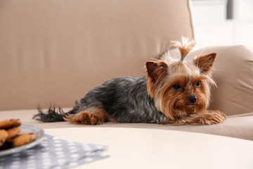 Yorkshire terrier on sofa indoors. Happy dog