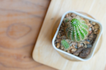 Mini cactus in pot with small stones.