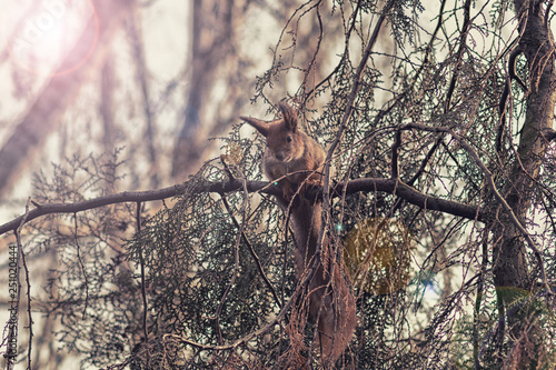 Red Squirrel In The Branches Of Trees With A Beautiful Bokeh