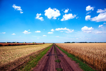 Beautiful charming landscape with a road in a field that stretches to the horizon against the background of a cloudy sky, and combines harvesting.