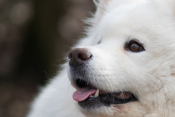 Samoyed dog with beautiful bokeh . Beautiful fluffy white dog. Amazing animal in the park