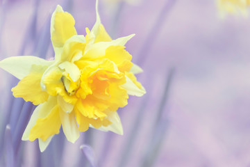 Obraz premium Yellow daffodil flower head on bright violet background.