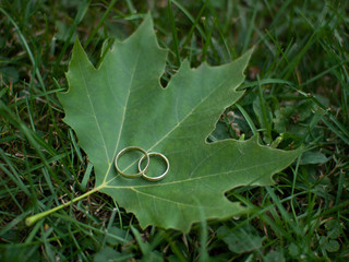 Wedding rings on a maple leaf