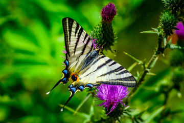 Closeup   beautiful butterfly sitting on flower