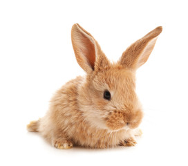 Adorable furry Easter bunny on white background