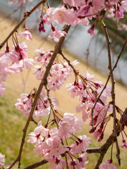 鴨川の桜