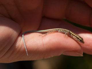 Small lizard with blue tail caught in hand, Greece