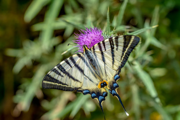 Closeup   beautiful butterfly sitting on flower