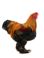 rooster Brahma isolated