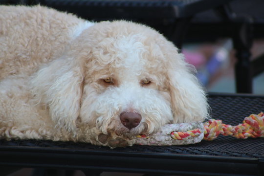 Tired Labradoodle