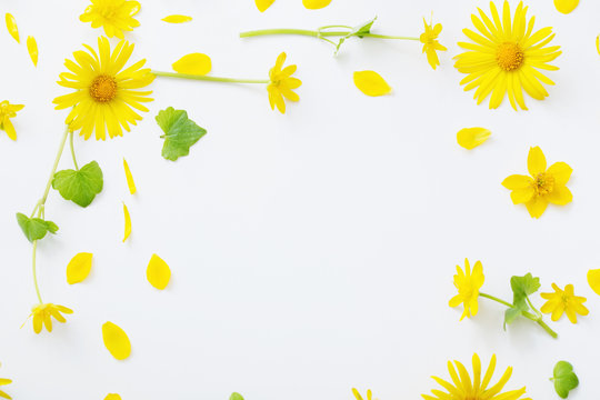 Yellow Flowers On White Background