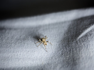 Close up common house spider isolated on fabric