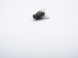 Close - up common housefly (insect) isolated on a white background.