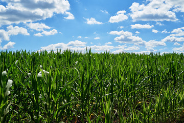 Young organic green corn field and blue sky with beautiful clouds at sunny summer day, copy space. Nature background