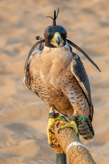 Falcon with a leather hood. Falconry show in the desert near Dubai, United Arab Emirates