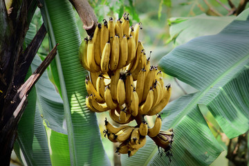  ripe bananas on the tree, ripe bananas in the garden