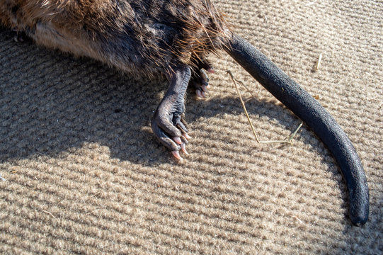 Muskrat tail and feet on a textured background.