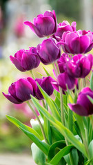 Beautiful tulips flower in tulip field at winter or spring day