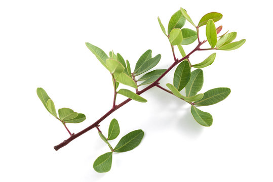 Mastic tree