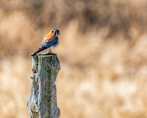 American Kestrel on post