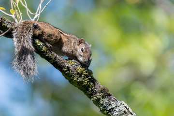 indian palm squirrel resting on a branch