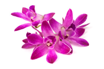 pink rock orchid