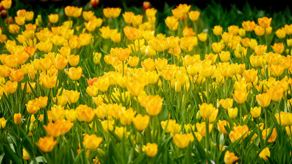 Obraz premium Beautiful tulips flower in tulip field at winter or spring day