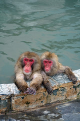 A couple of monkeys in the hot spring