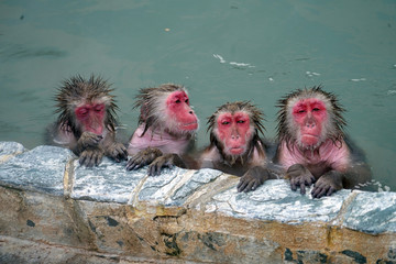 Snow monkeys in the hot spring 