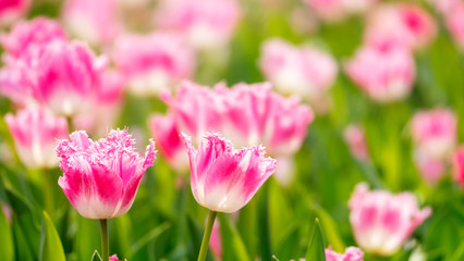 Beautiful tulips flower in tulip field at winter or spring day