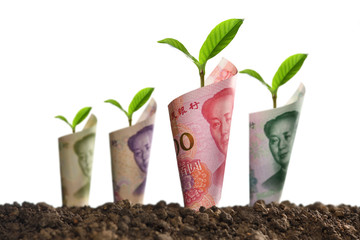 Image of bank notes rolled around plants on soil for business, saving, growth, economic concept isolated on white background